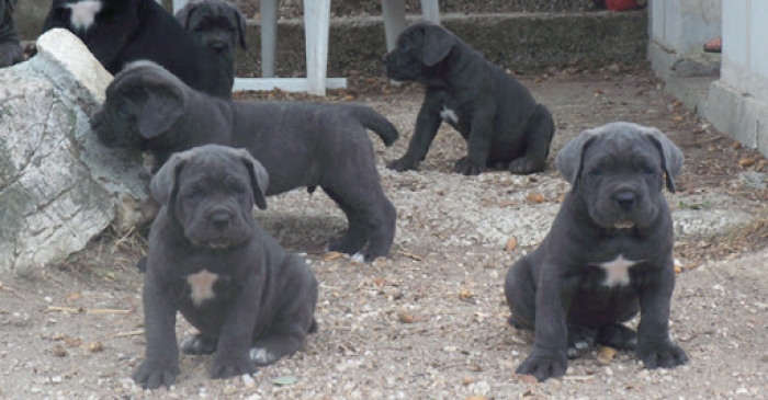 Cane Corso 🇮🇹