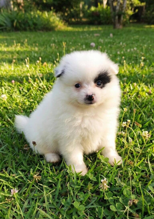 Spitz Pomerian