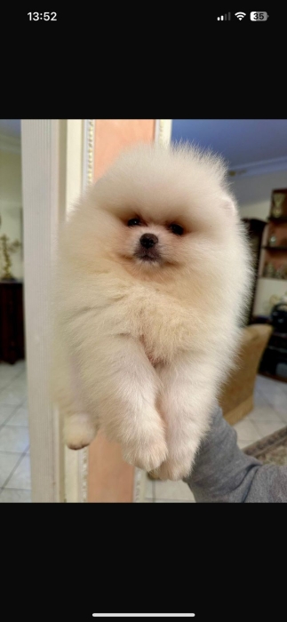 spitz nain pedigree
