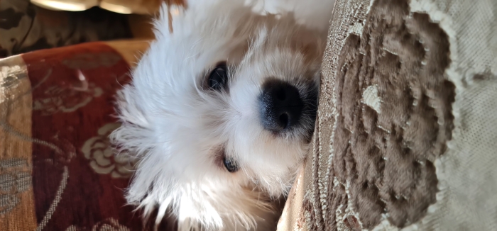 Bichon Havanais