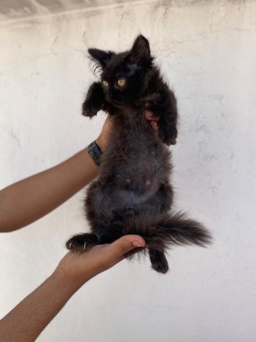 Chaton Shirazi noir