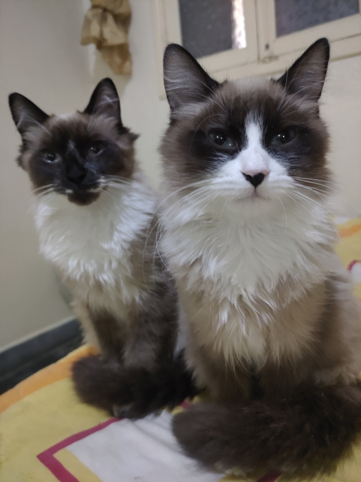 Ragdoll chat