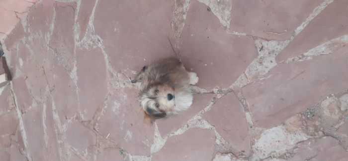 Caniche