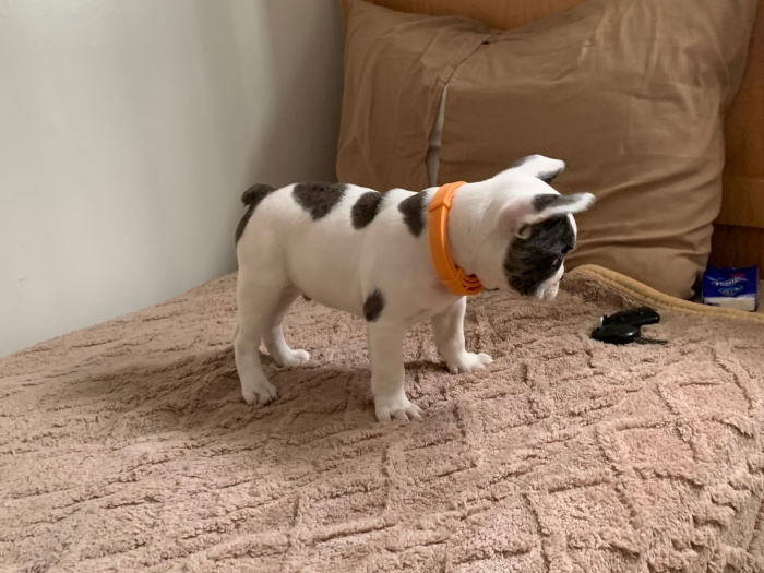 BULL DOG FRANCAIS