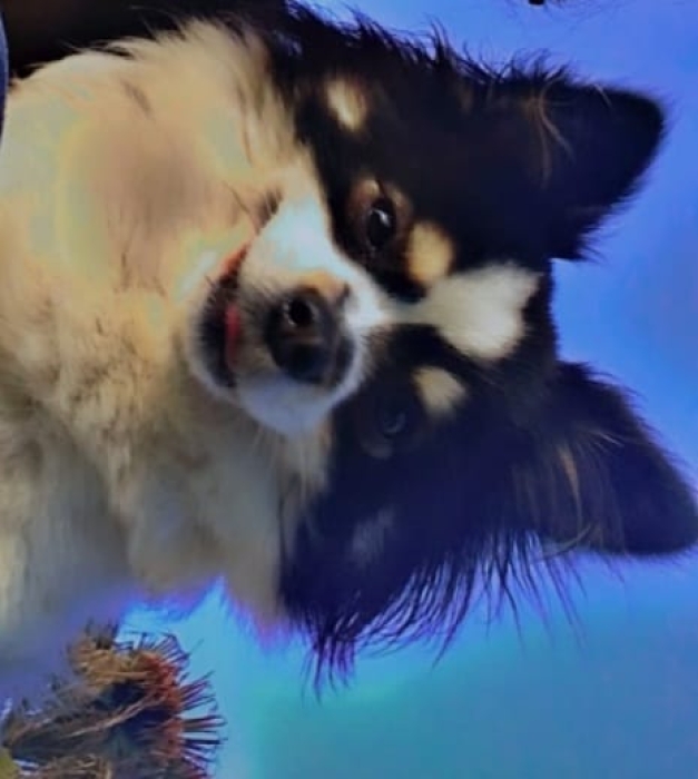Spitz pomeranian papillon