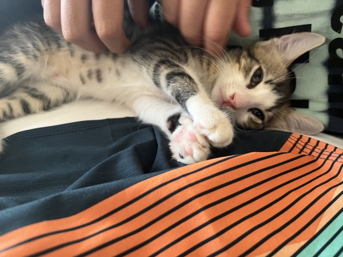 Chaton pour adoption urgente casa