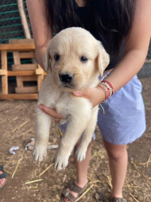 labrador