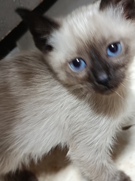 Siamo chats
