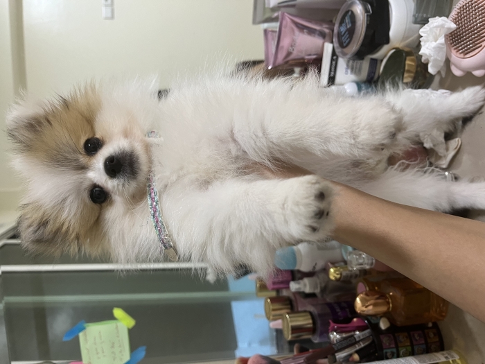 Spitz