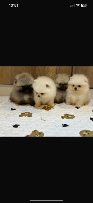 spitz nain