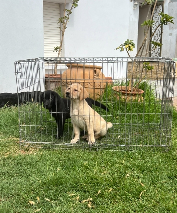 Labrador ✨
