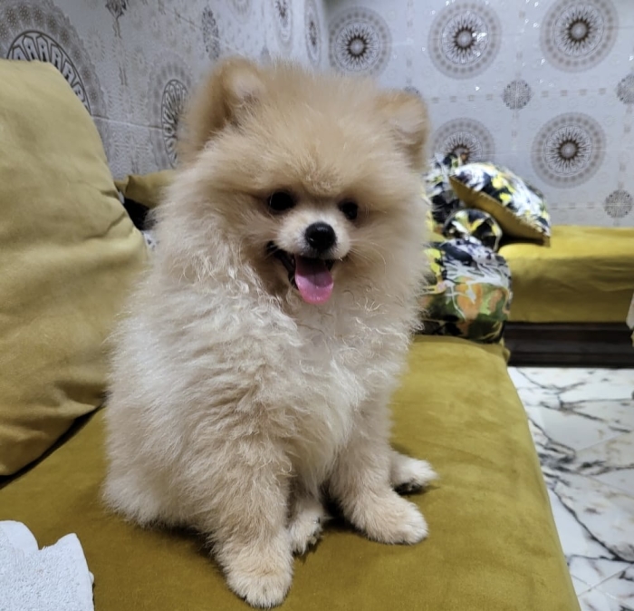 Spitz