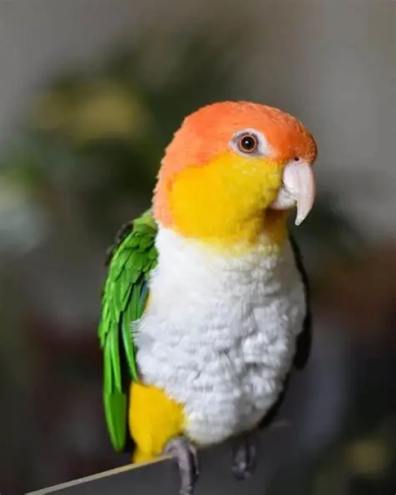 Caïque  Tête Orange Grand Taille