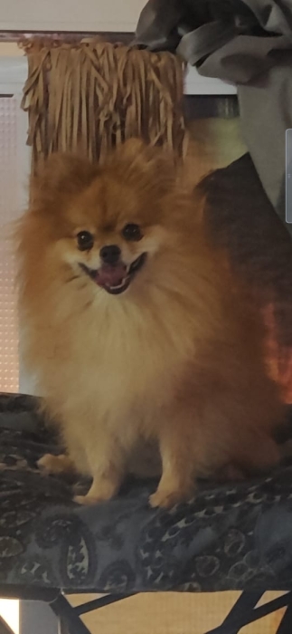 Chien spitz nain