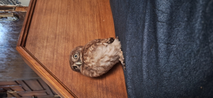 Hibou