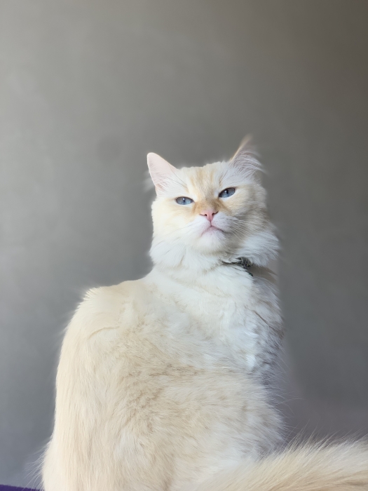 Chat a adopté