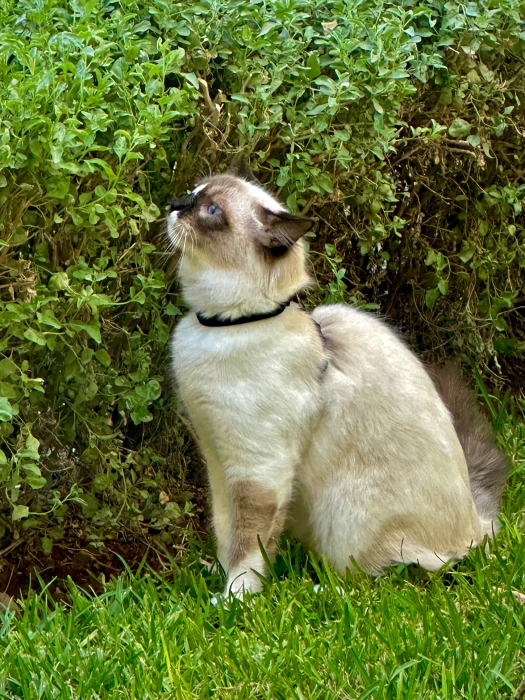 Ragdoll