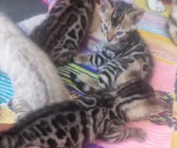 Chat Bengal
