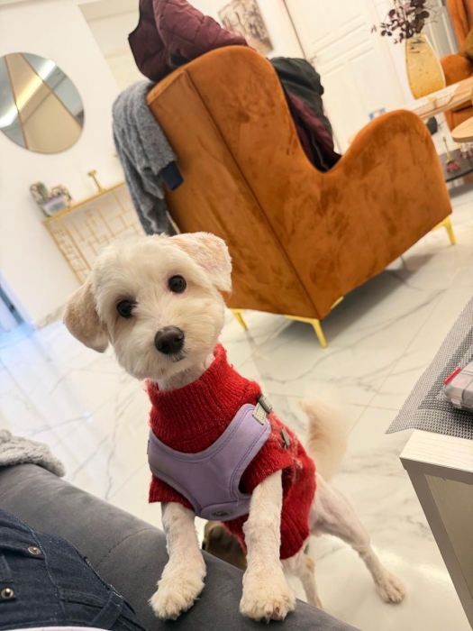 Bichon maltais