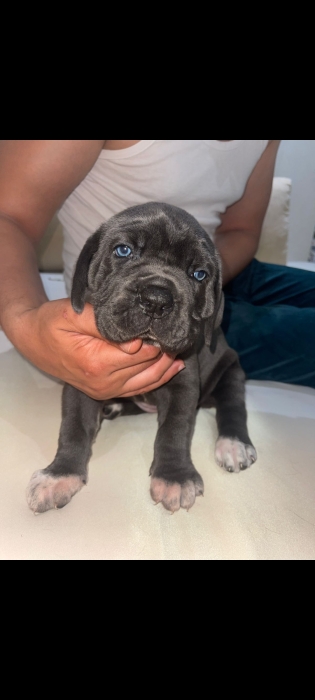 Canecorso