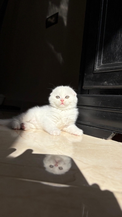 Scottish fold & Highland