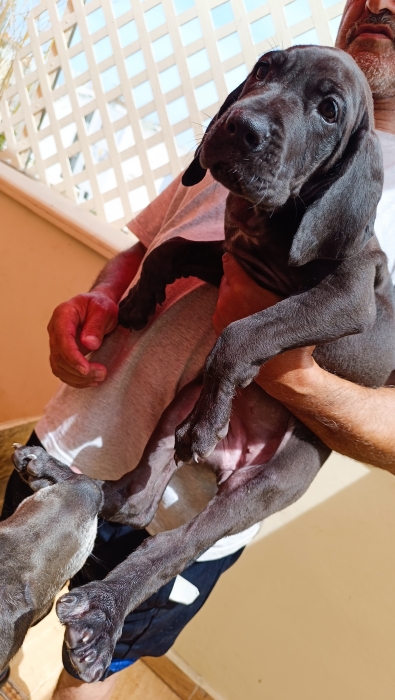 Chiots Danois / Dogue allemand