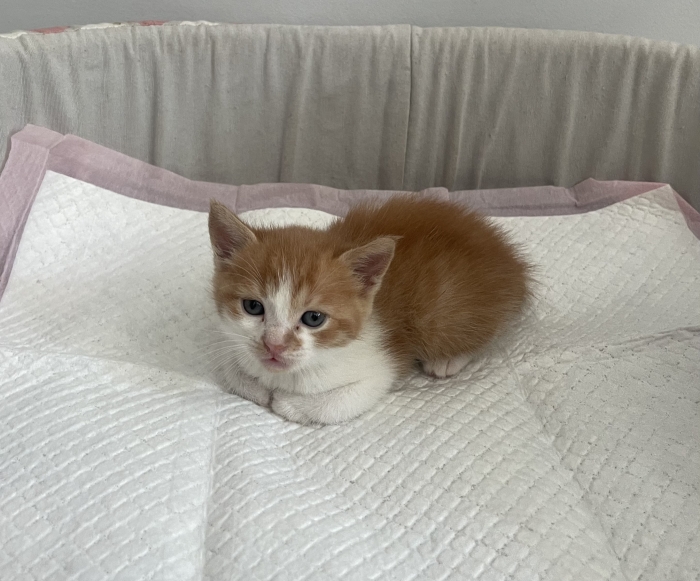 🐾 Chatons à adopter 🐾