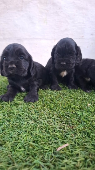 Cocker spaniel