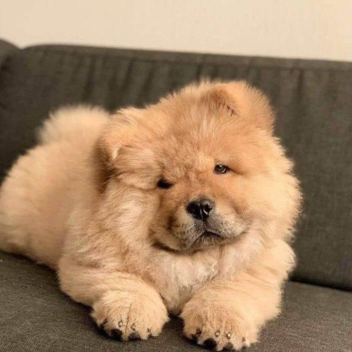 Chowchow