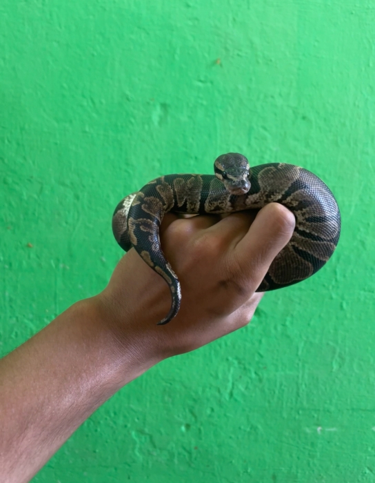 Python royal
