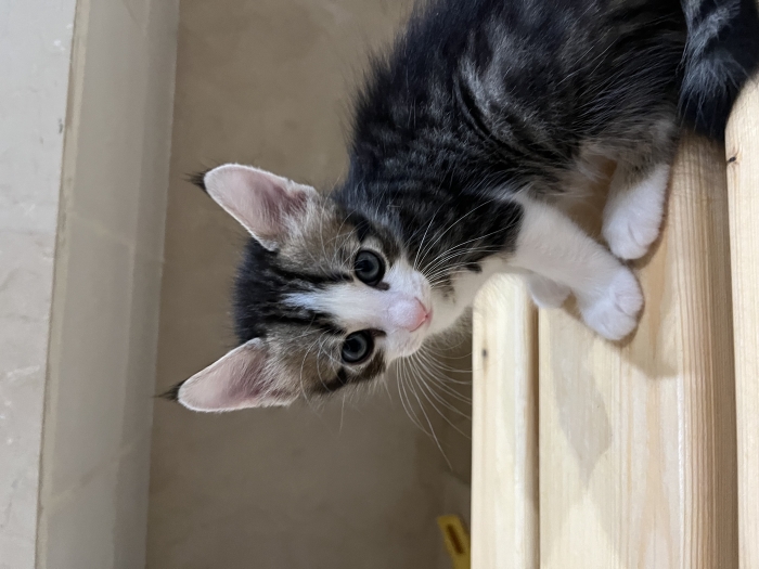 Chaton pour adoption casa
