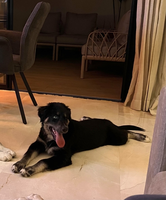 📣 À ADOPTER – Adorable chiot femelle Goberian 🐾
