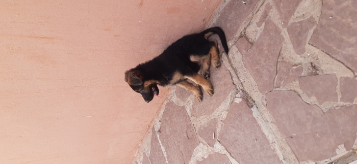 Berger allemand
