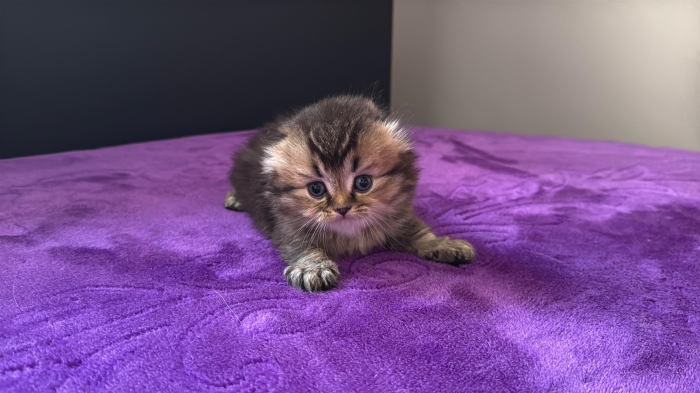 Scottish fold & british & Highland fold Pedigree