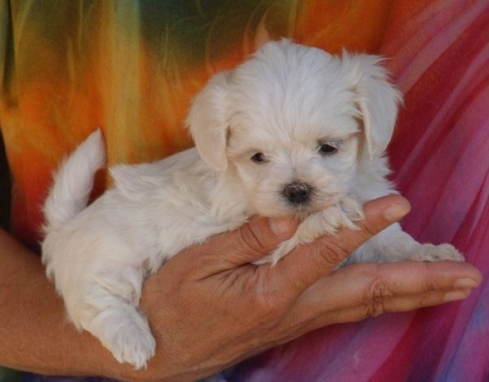 Bichon Maltais 💥