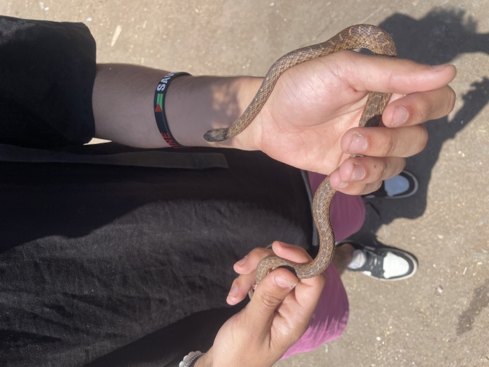 Serpent couleuvre
