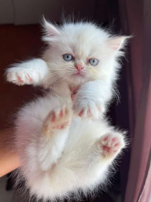 Chat persan chinchilla