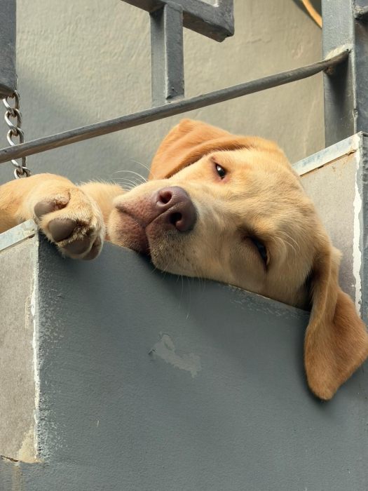 Labrador ✨