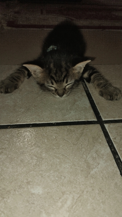 ADOPTION GRATUITE : M.big 🐾