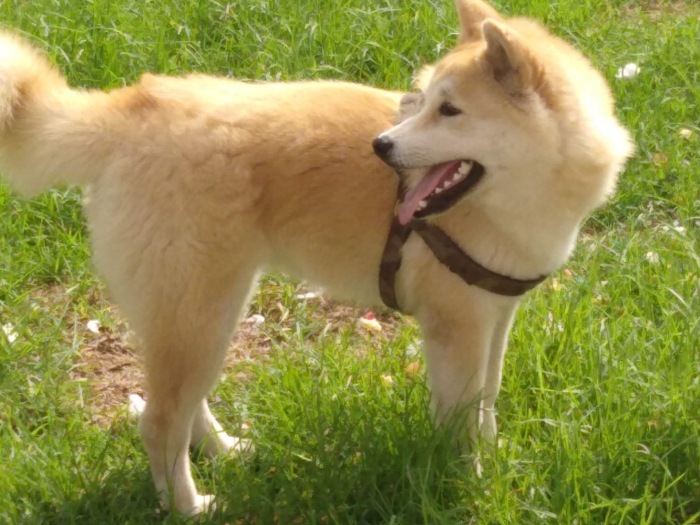 Akita Anu japonais
