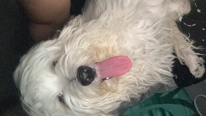 Bichon maltais