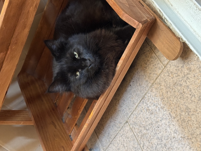 Adoption persan