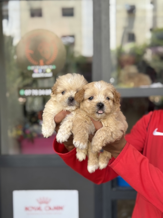 Bichon havanais