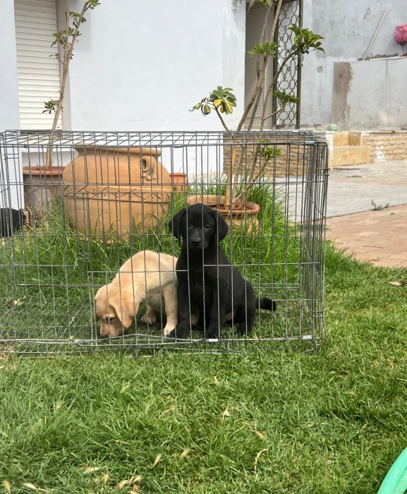 Labrador 🐾