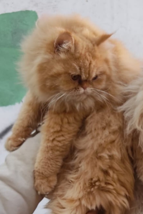 À vendre : Chatte Persan