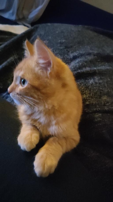 Orange cat