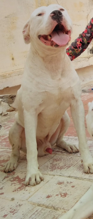 Dogo argentino