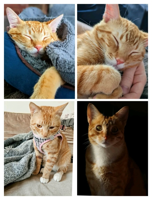 Tabby roux