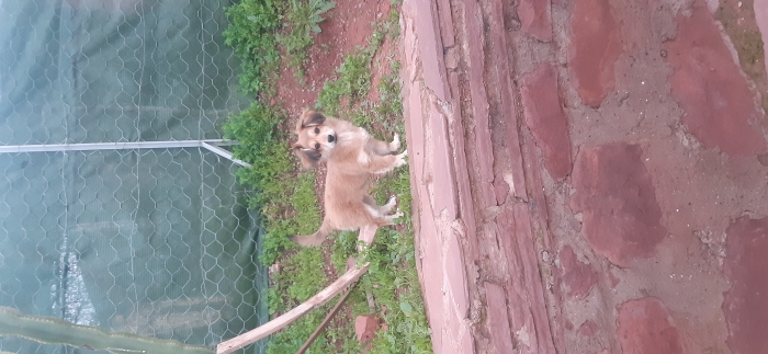 Caniche