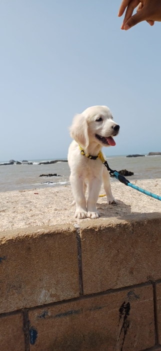Golden retriever